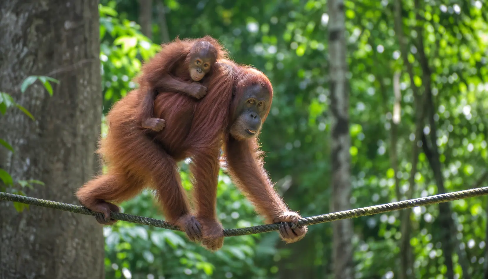 A Bornean orangutan in the rainforest canopy